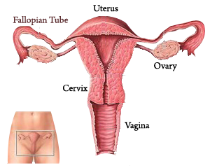 Ooforoplastia e salpingectomia laparoscópica / Oophoroplasty and  laparoscopic salpingectomy (left). 